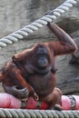 Orang-outang sits and hold of baby Royalty Free Stock Photo