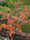 Orang-rote Laub auf einem kleinen Hamamelis-Baum im Herbst.