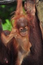 Orang Utan Royalty Free Stock Photo