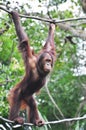 Orang Utan Royalty Free Stock Photo