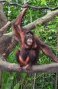 Orang Utan Royalty Free Stock Photo