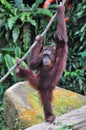Orang Utan Royalty Free Stock Photo