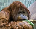 Orang Utan Royalty Free Stock Photo