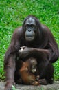 Orang Utan Royalty Free Stock Photo