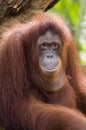 Orang Utan Royalty Free Stock Photo