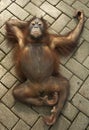 Orang Utan Royalty Free Stock Photo