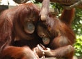 Orang Utan Royalty Free Stock Photo