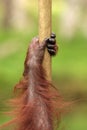 Orang utan