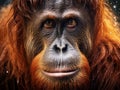 Orang Utan