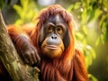 Orang Utan