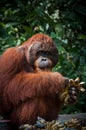 Orang Utan alpha male with bananas in Borneo Indonesia Royalty Free Stock Photo