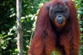 Orang Utan alpha male standing in Borneo Indonesia Royalty Free Stock Photo