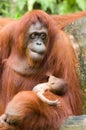 Orang-utan with baby Royalty Free Stock Photo