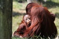 Orang utan baby Royalty Free Stock Photo