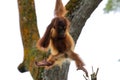 Orang utan Royalty Free Stock Photo