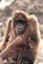 Close up portrait. Orang Utan, big, hairy adult female relaxed and stared to distance.