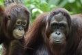 Orang Utan couple Royalty Free Stock Photo