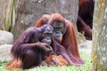 Orang Utan Couple Royalty Free Stock Photo