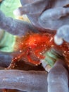 Orang-utan crab, Achaeus japonicus. Bangka, Indonesia