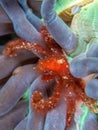 Orang-utan crab, Achaeus japonicus. Bangka, Indonesia