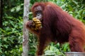 Orang Utan eating Bananas in Borneo Indonesia Royalty Free Stock Photo