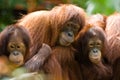 Orang Utan Family