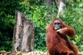 Orang Utan female with bananas in Borneo Indonesia Royalty Free Stock Photo