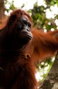 Orang Utan female sitting on a tree in Borneo Indonesia Royalty Free Stock Photo