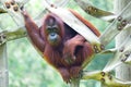 ORANG UTAN ON A HAMMOCK