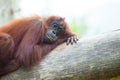 ORANG UTAN IN A LONELY MOOD