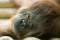 Orang-utan lying down Royalty Free Stock Photo