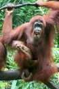 Orang utan mother with baby Royalty Free Stock Photo