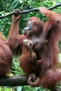 Orang utan mother with baby Royalty Free Stock Photo