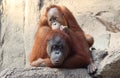 Orang Utan mother with child Royalty Free Stock Photo