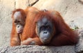 Orang Utan mother with child Royalty Free Stock Photo