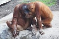 Orang Utan mother with child Royalty Free Stock Photo