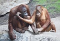 Orang Utan mother with child Royalty Free Stock Photo
