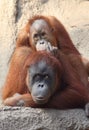 Orang Utan mother with child Royalty Free Stock Photo