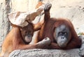 Orang Utan mother with child