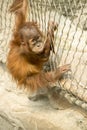 Orang Utan - orangutang Royalty Free Stock Photo