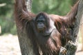 Orang utan Royalty Free Stock Photo