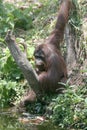 Orang utan Royalty Free Stock Photo