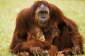 ORANG UTAN pongo pygmaeus, MOTHER WITH BABY SITTING ON GRASS Royalty Free Stock Photo