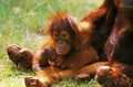 ORANG UTAN pongo pygmaeus, MOTHER WITH BABY SITTING ON GRASS Royalty Free Stock Photo