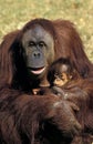 ORANG UTAN pongo pygmaeus, MOTHER CARRYING BABY Royalty Free Stock Photo