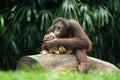 Orang Utan or Pongo pygmaeus Royalty Free Stock Photo