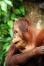 orang utan portrait Royalty Free Stock Photo