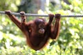 Orang utan, Sabah, Malaysia