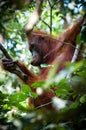 Orang Utan sitting on a tree in Borneo Indonesia Royalty Free Stock Photo