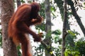 Orang Utan sitting on a tree in the jungle Royalty Free Stock Photo